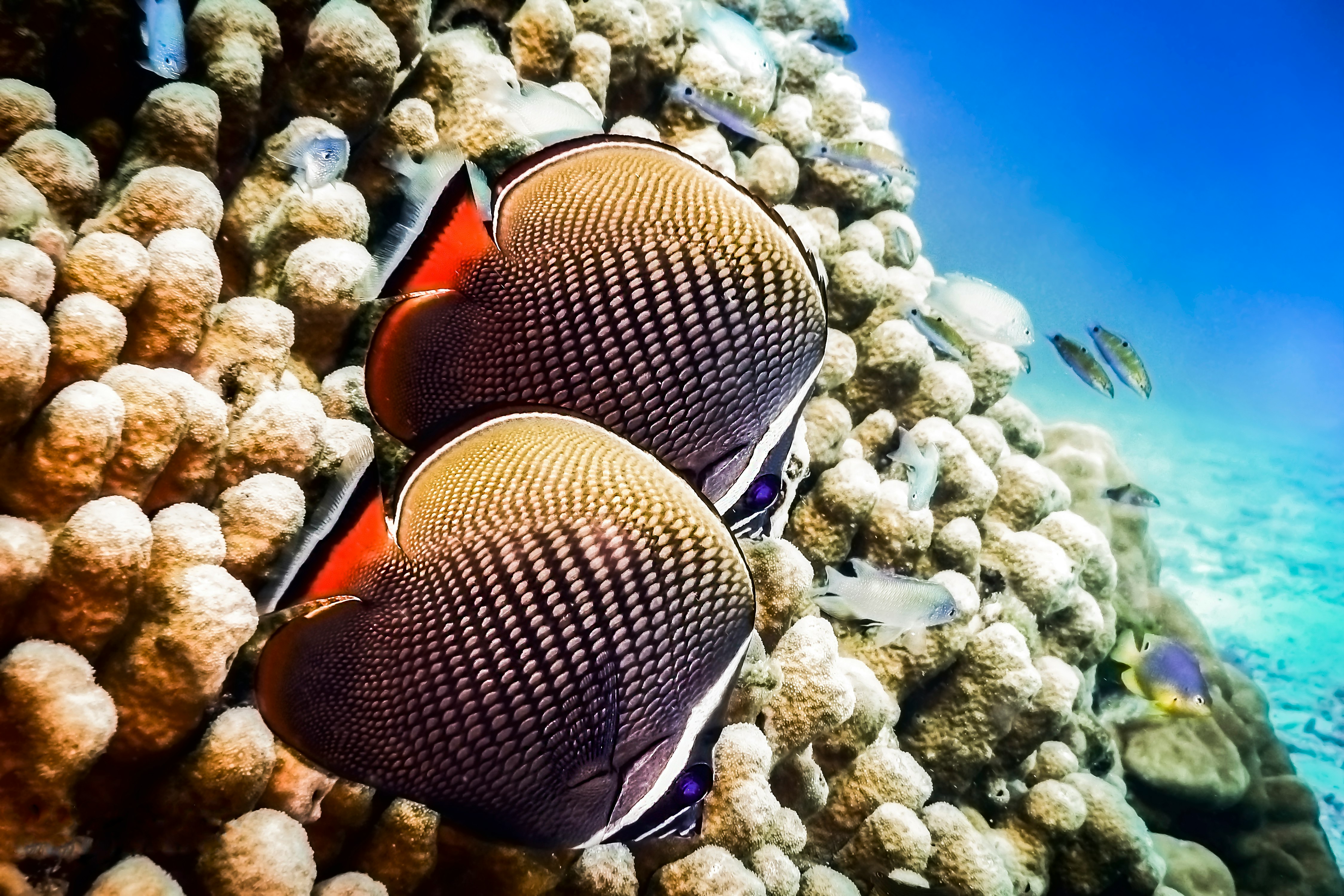 orange and black clown fish